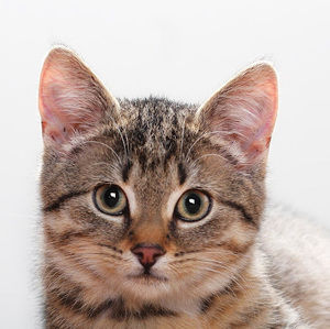 Meet your Posher, Salt